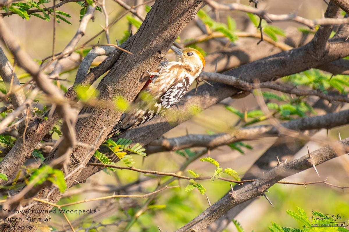 Yellow-crowned Woodpecker - Amitava Dutta