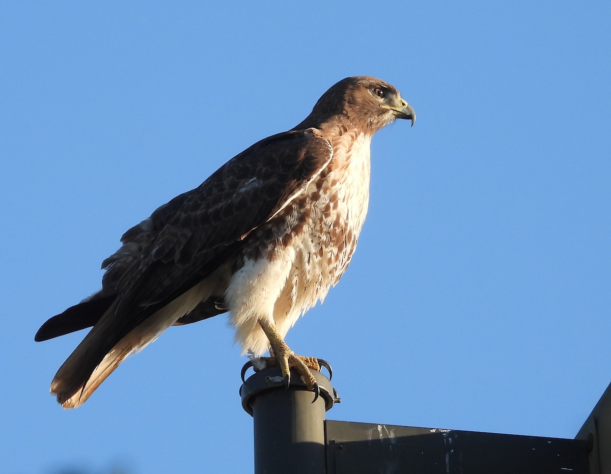 Red-tailed Hawk - ML617092654