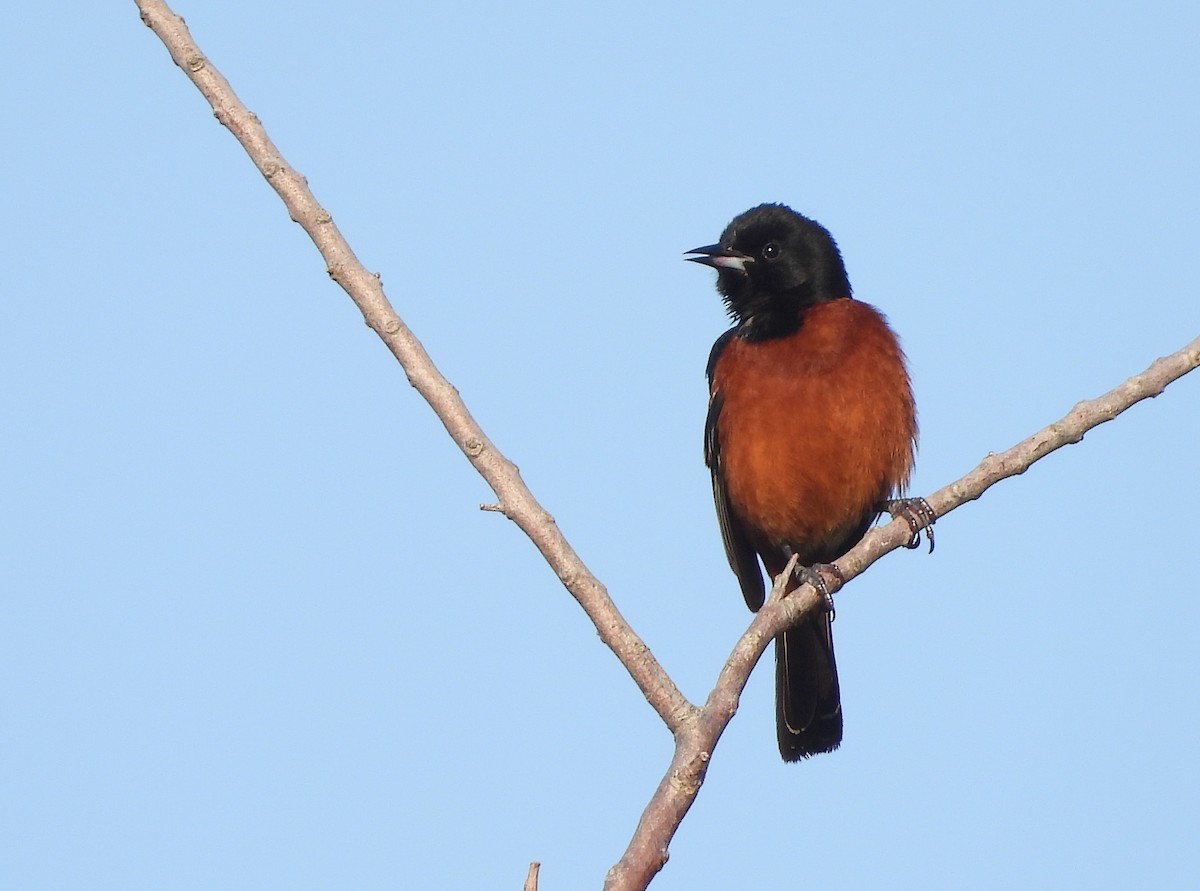 Orchard Oriole - ML617092659