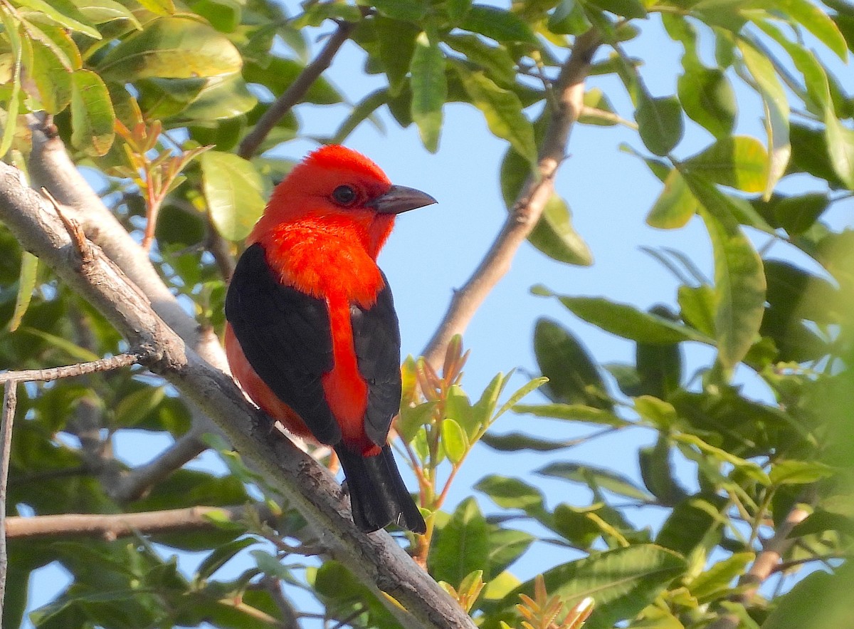 Scarlet Tanager - ML617092661