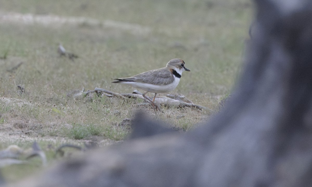 Collared Plover - ML617092670