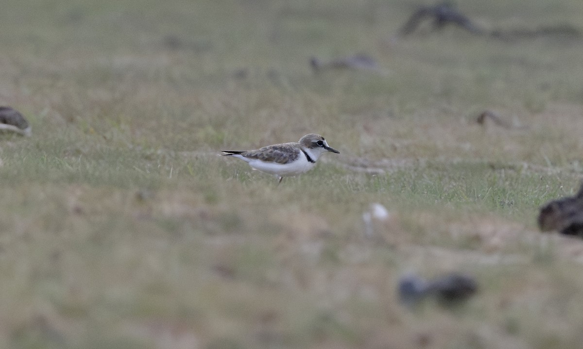 Collared Plover - ML617092671