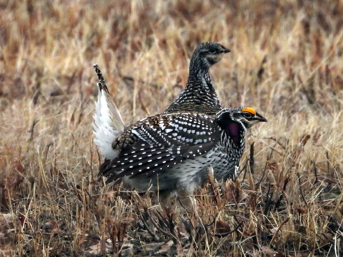 Sharp-tailed Grouse - Gerald Frost