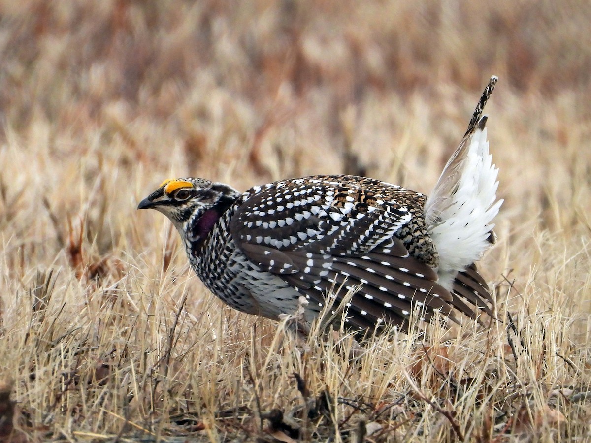 Sharp-tailed Grouse - Gerald Frost