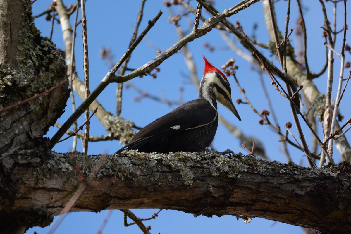 Pileated Woodpecker - Peter Anderson