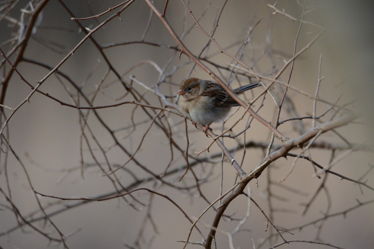 Field Sparrow - Peter Anderson