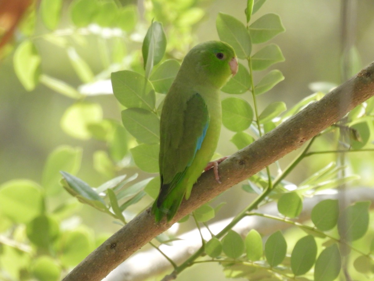Turquoise-winged Parrotlet - ML617092833
