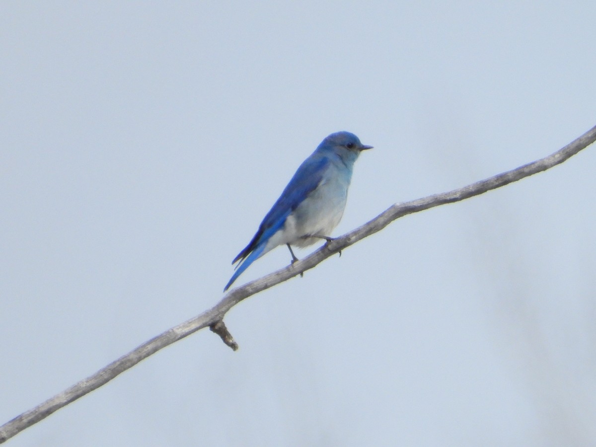 Mountain Bluebird - Gerald Frost