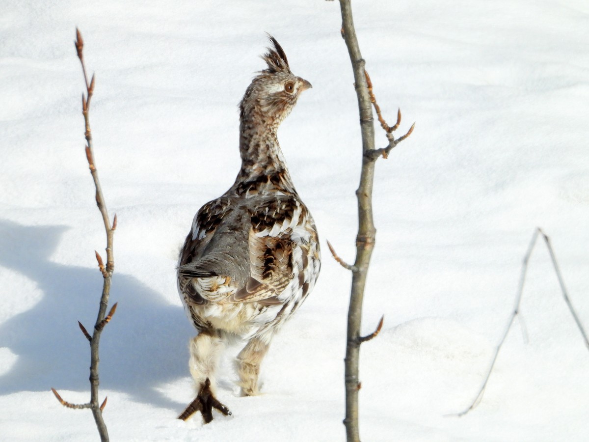 Ruffed Grouse - Gerald Frost