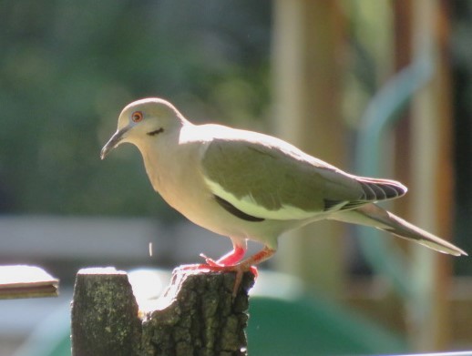White-winged Dove - Ken Spilios