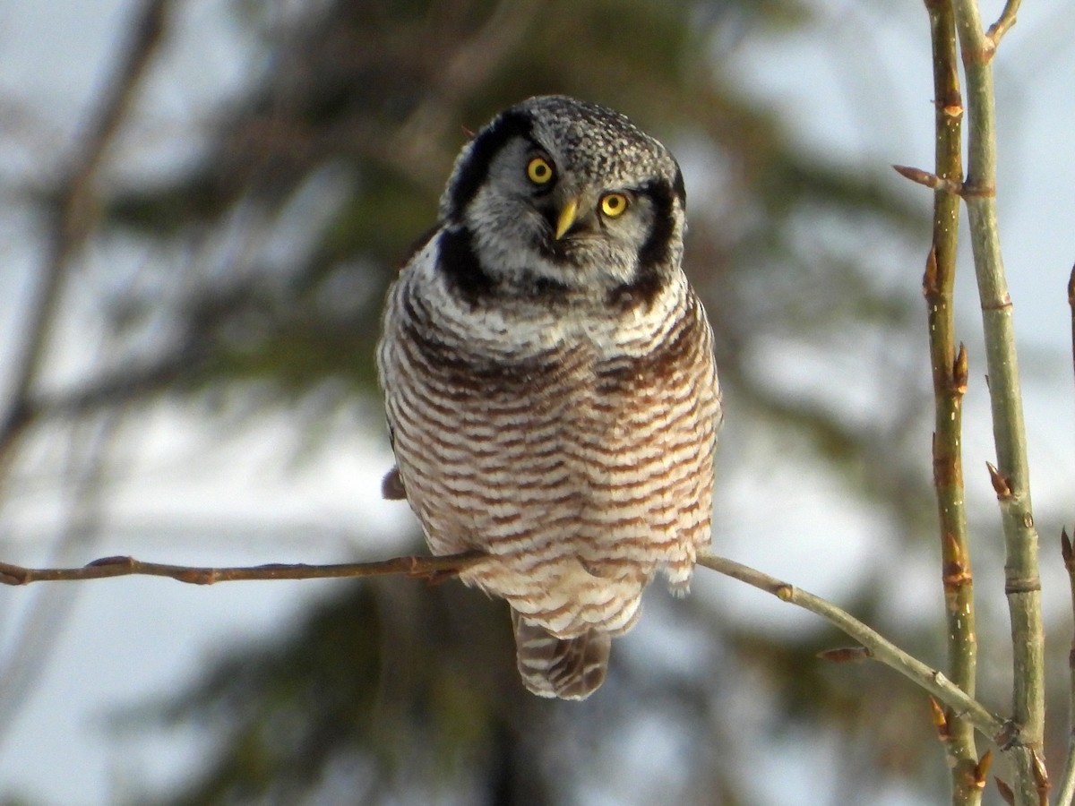 Northern Hawk Owl - ML617092964