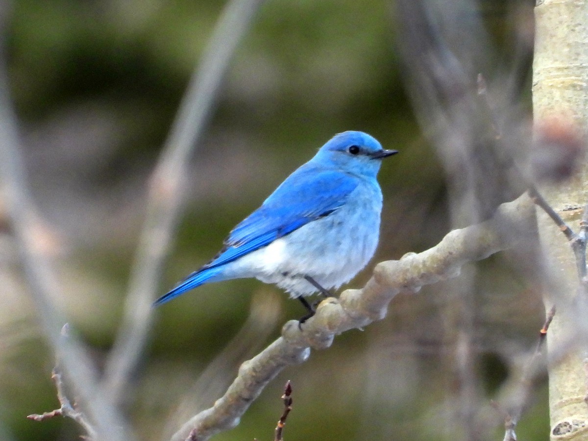 Mountain Bluebird - ML617093039