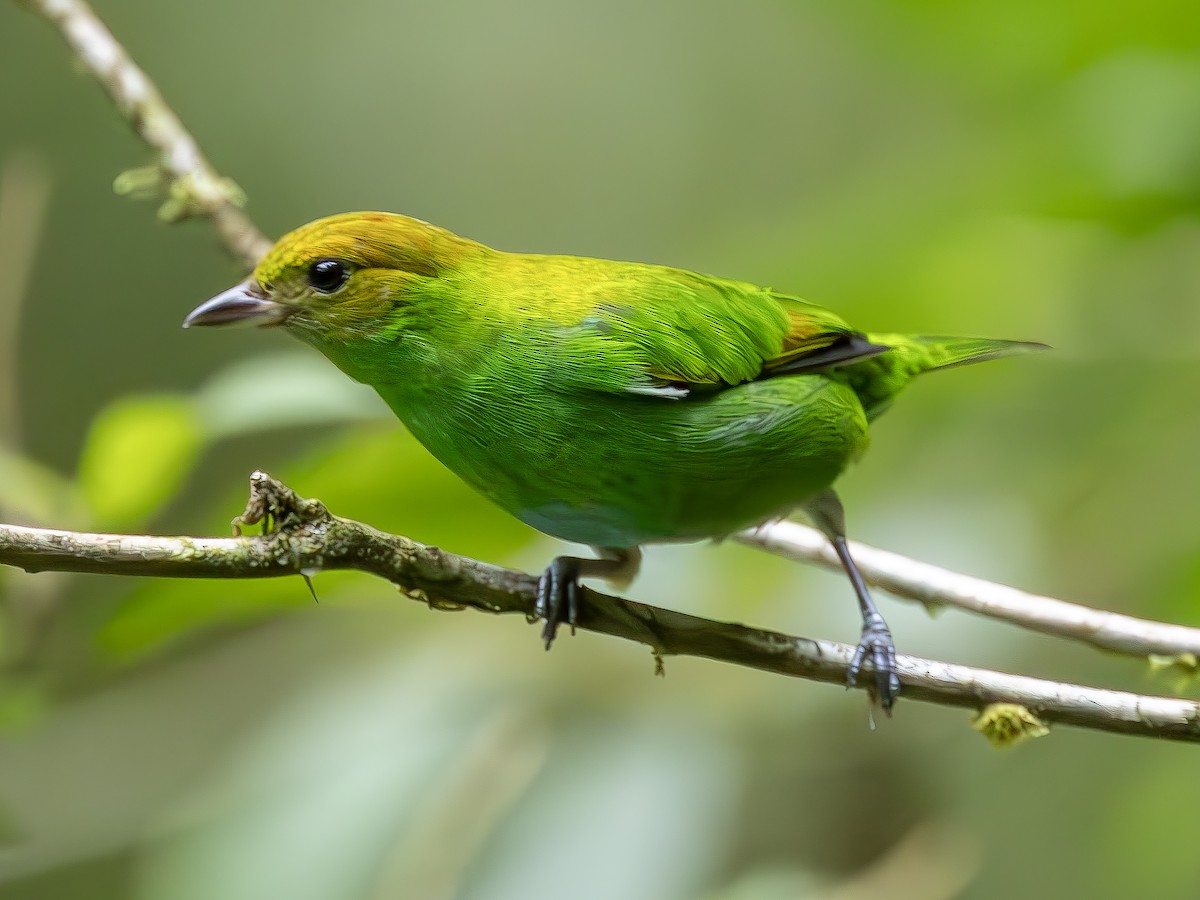 Rufous-winged Tanager - ML617093049