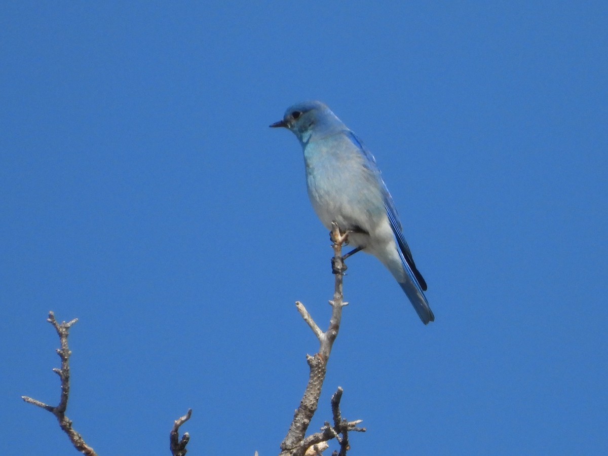 Mountain Bluebird - Gerald Frost