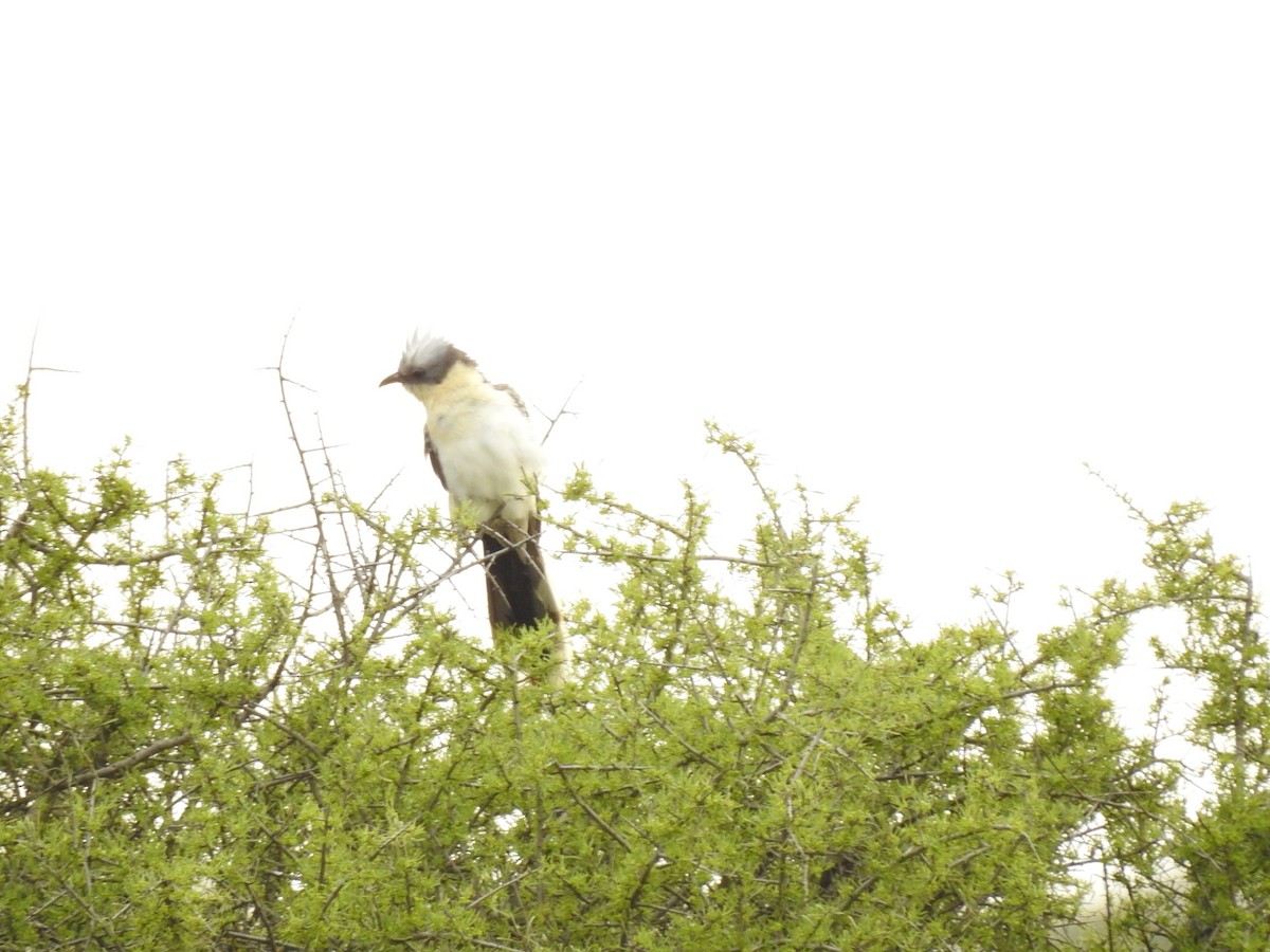 Great Spotted Cuckoo - ML617093122