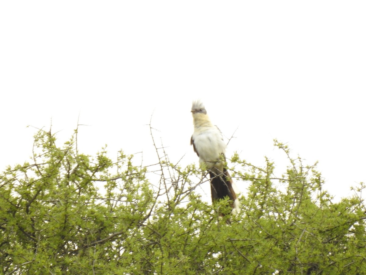 Great Spotted Cuckoo - ML617093123
