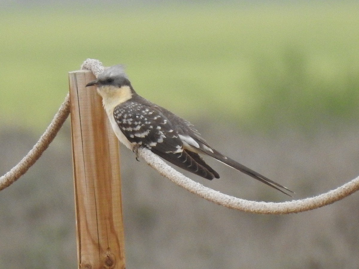 Great Spotted Cuckoo - ML617093128