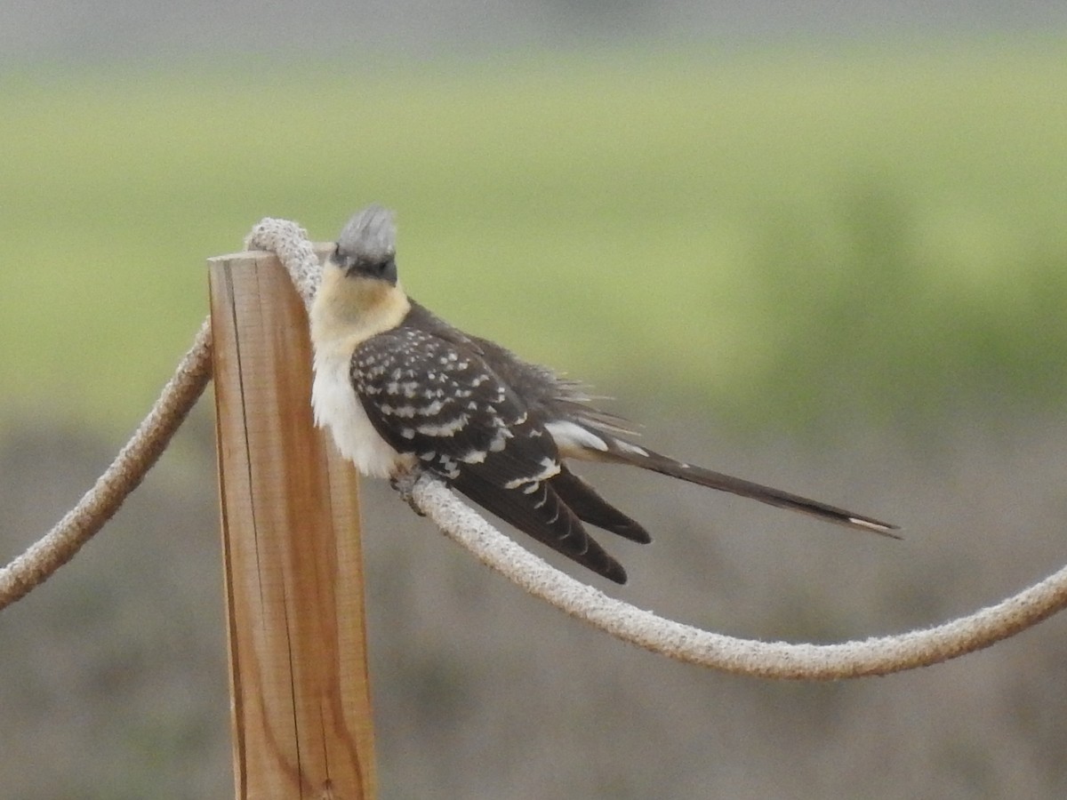 Great Spotted Cuckoo - ML617093129