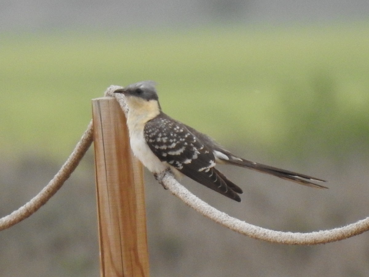 Great Spotted Cuckoo - ML617093130