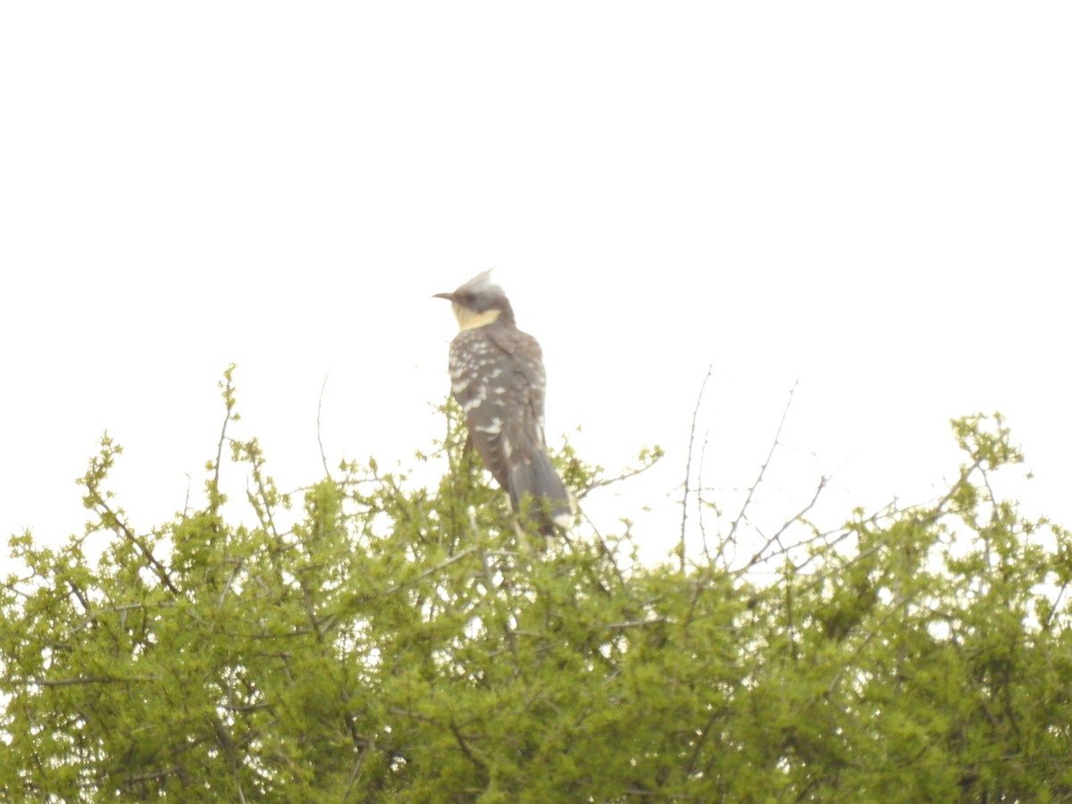 Great Spotted Cuckoo - Jorge López Álvarez