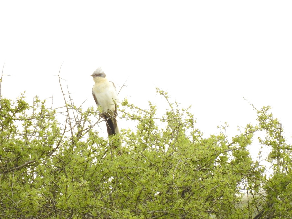 Great Spotted Cuckoo - ML617093134