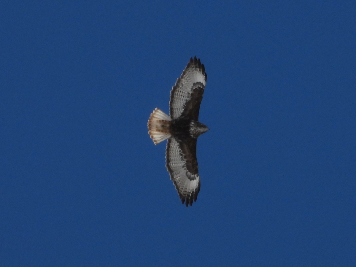Red-tailed Hawk (Harlan's) - ML617093138