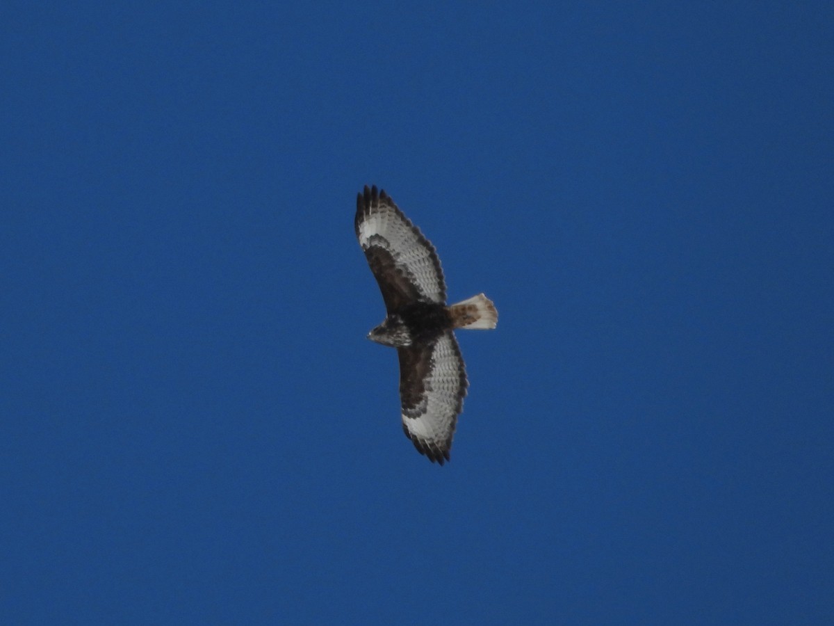 Red-tailed Hawk (Harlan's) - ML617093139