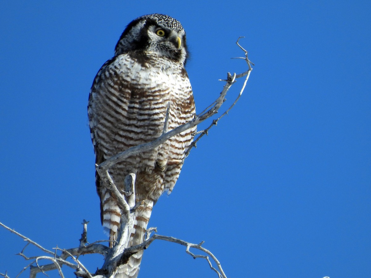 Northern Hawk Owl - ML617093148