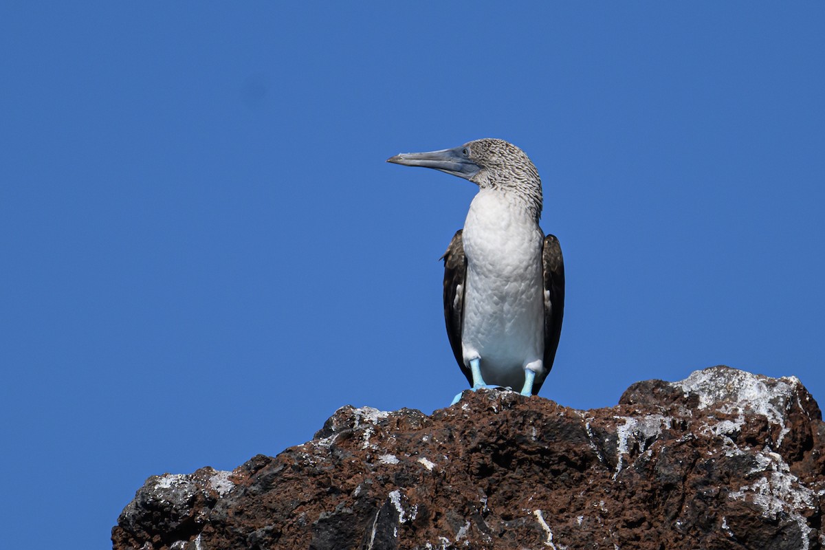Blue-footed Booby - ML617093220