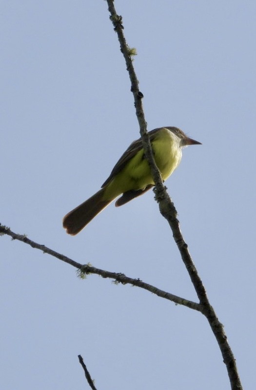 Great Crested Flycatcher - ML617093227