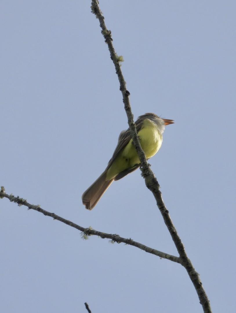 Great Crested Flycatcher - ML617093228