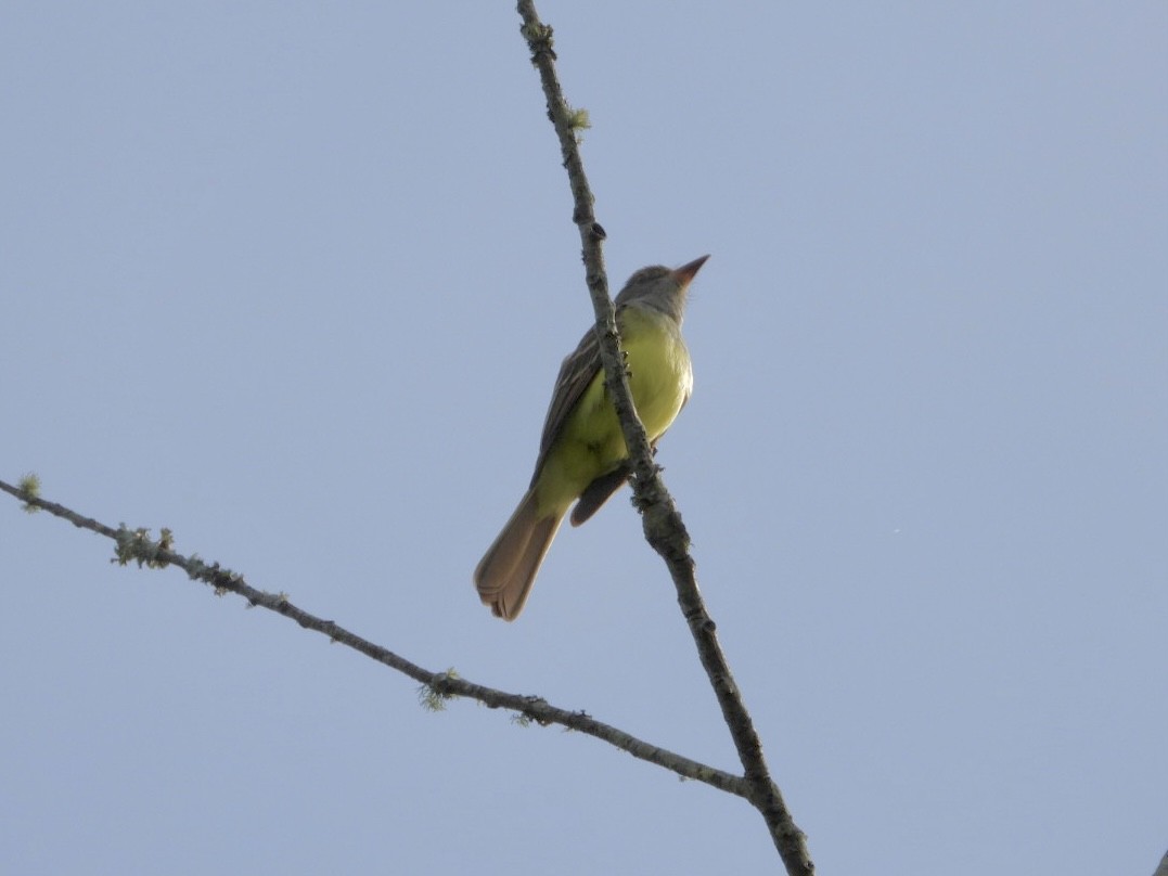 Great Crested Flycatcher - ML617093229