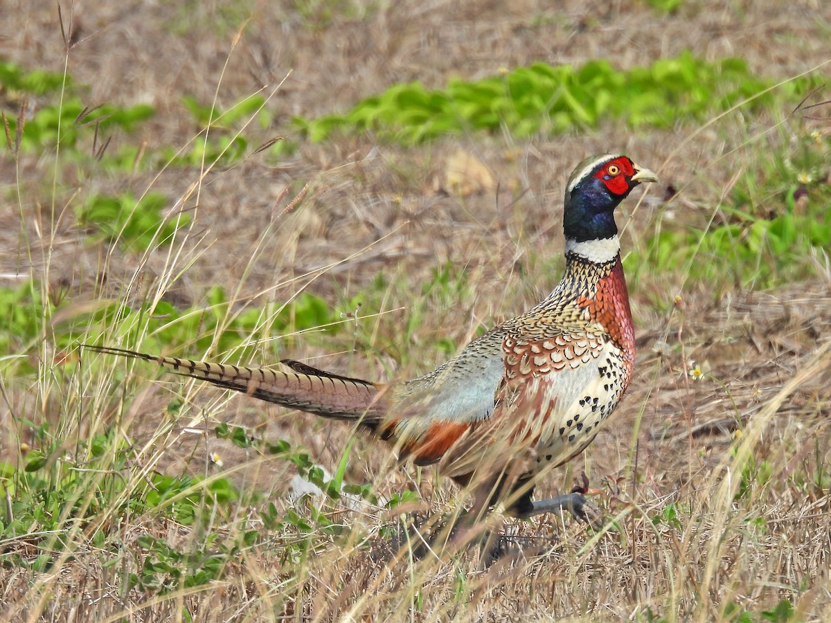 Ring-necked Pheasant - ML617093332