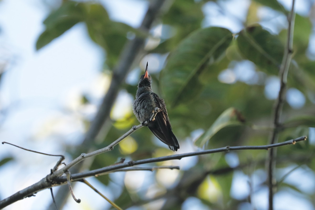 kolibřík zlatoocasý - ML617093441