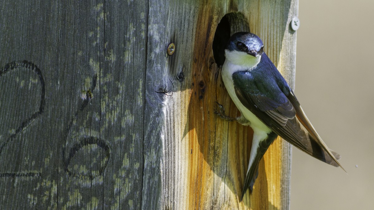 Tree Swallow - Robert Tizard