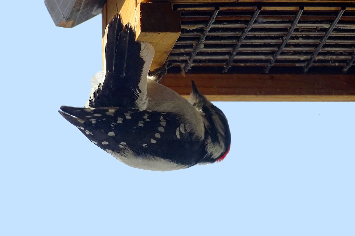 Downy Woodpecker - ML617093610