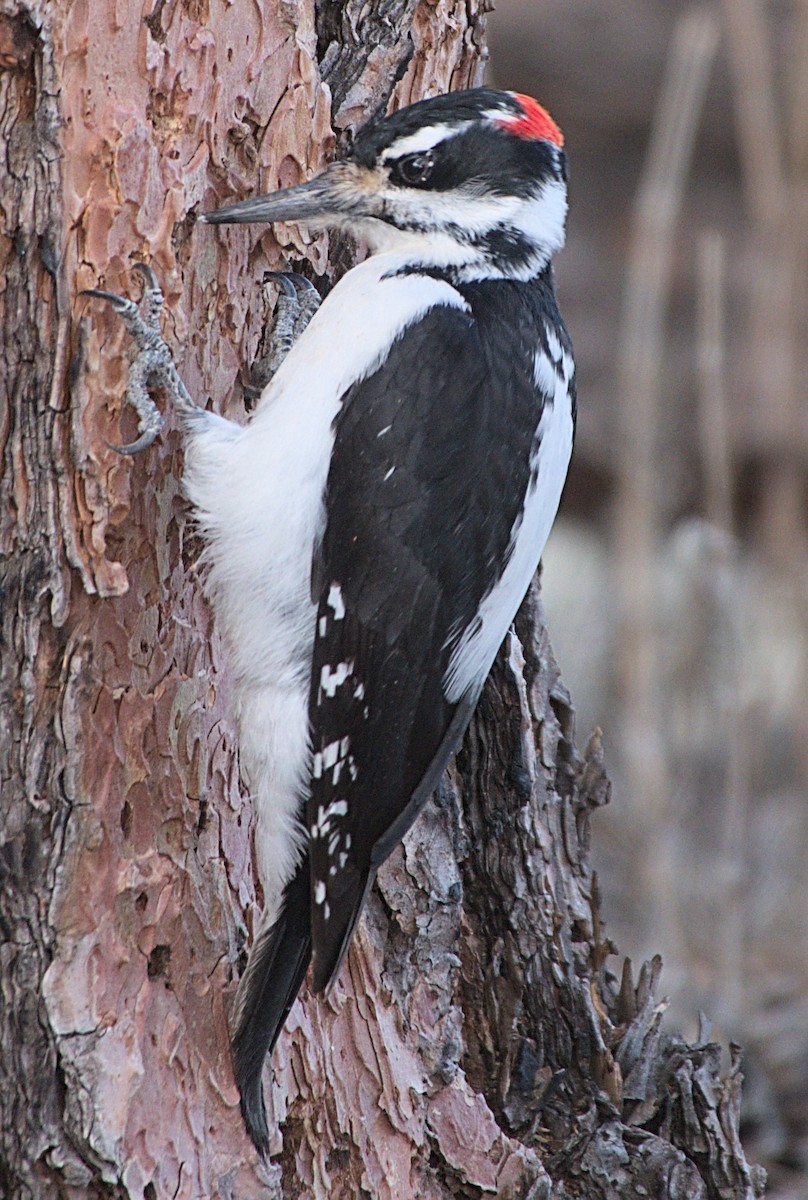Hairy Woodpecker - willem van vliet-