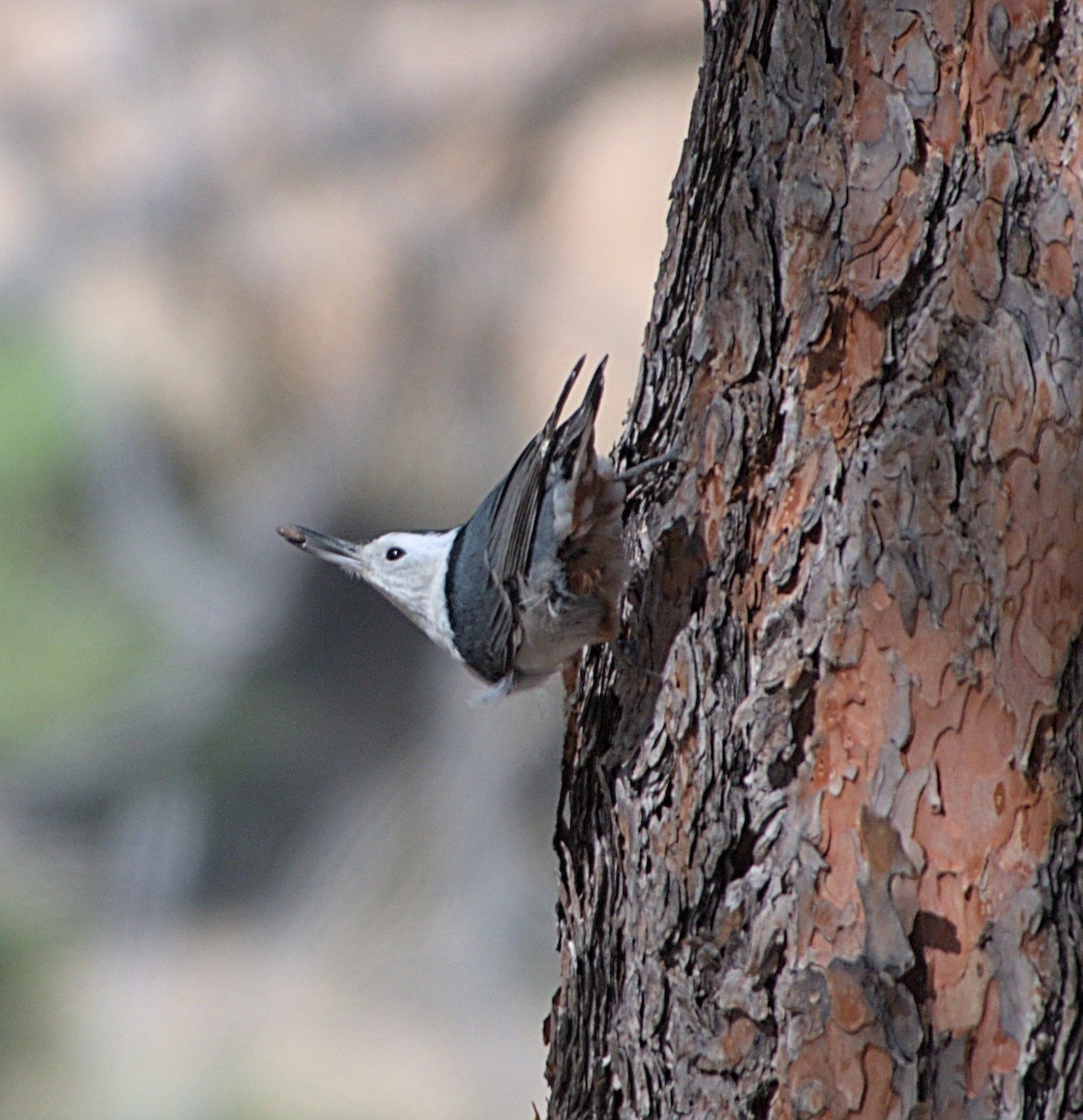 White-breasted Nuthatch - ML617093851