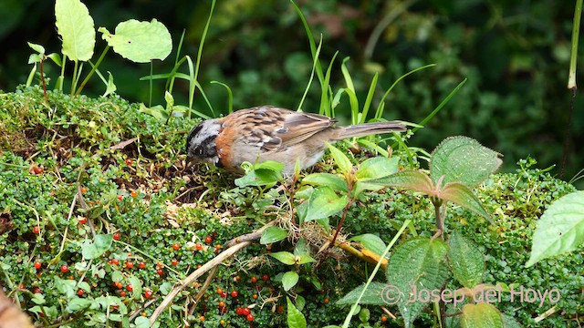 Rufous-collared Sparrow - ML617093921