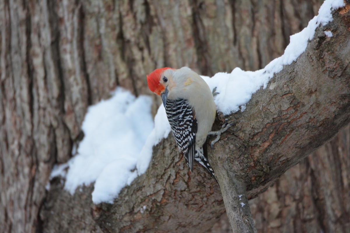 Ebird Checklist - 16 Jan 2024 - Roundtree Park - 4 Species