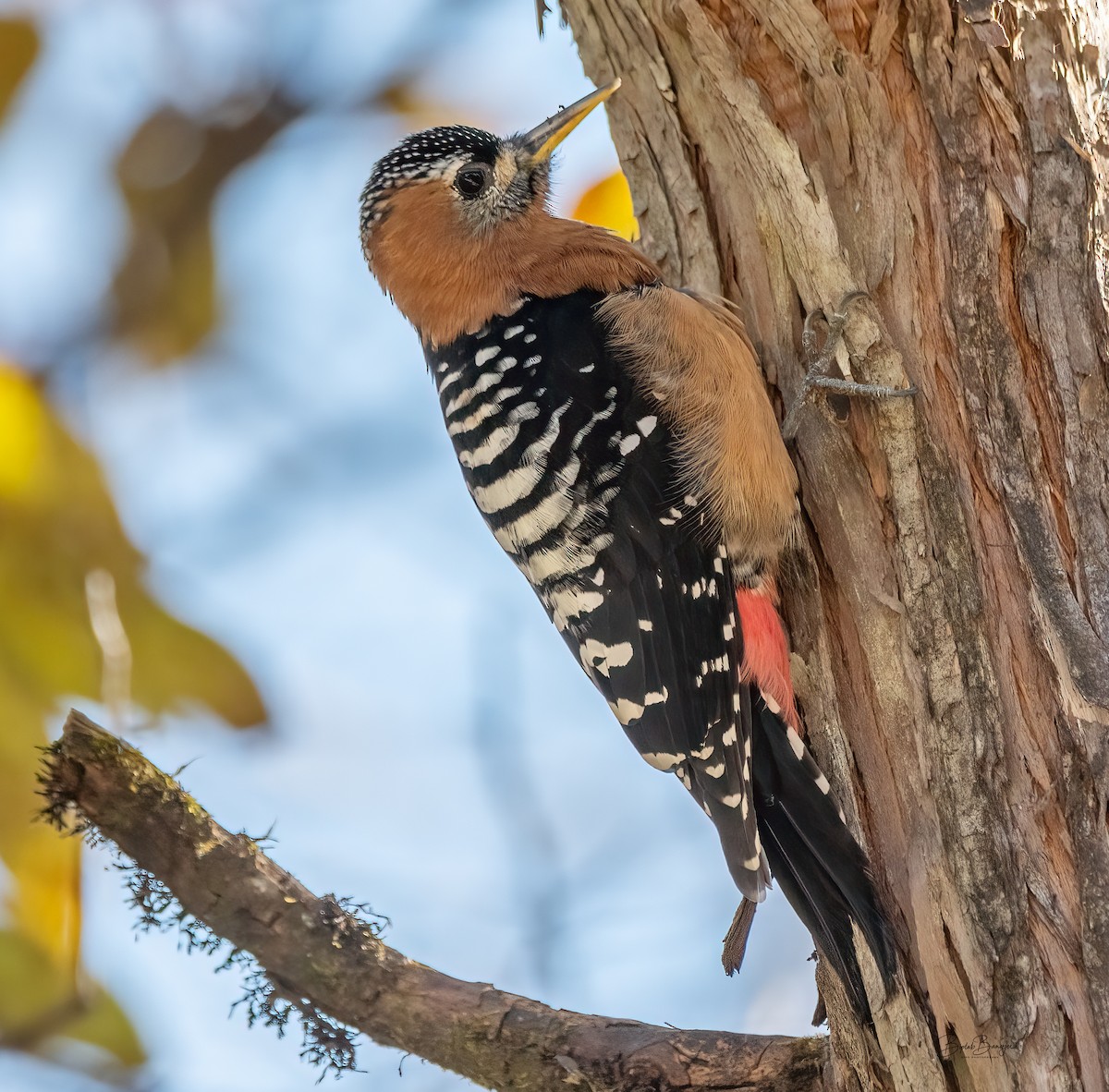 Rufous-bellied Woodpecker - ML617094034