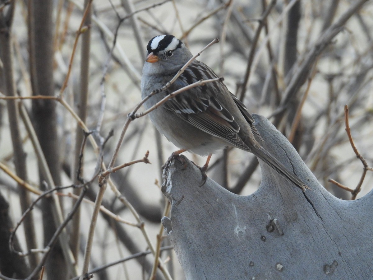 White-crowned Sparrow (Gambel's) - ML617094064