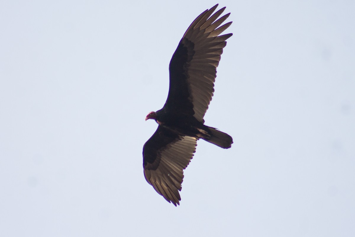 Turkey Vulture - ML617094333