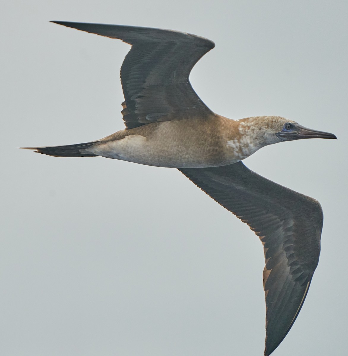 Red-footed Booby - ML617094386