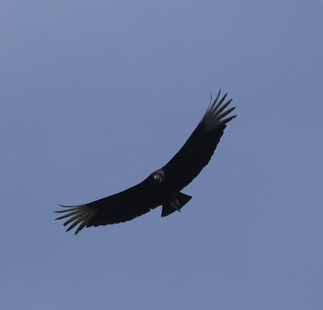 Black Vulture - ML617094439