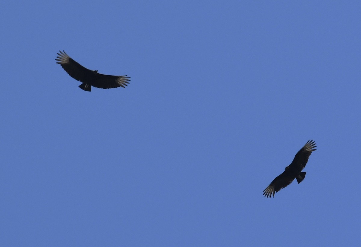 Black Vulture - ML617094440
