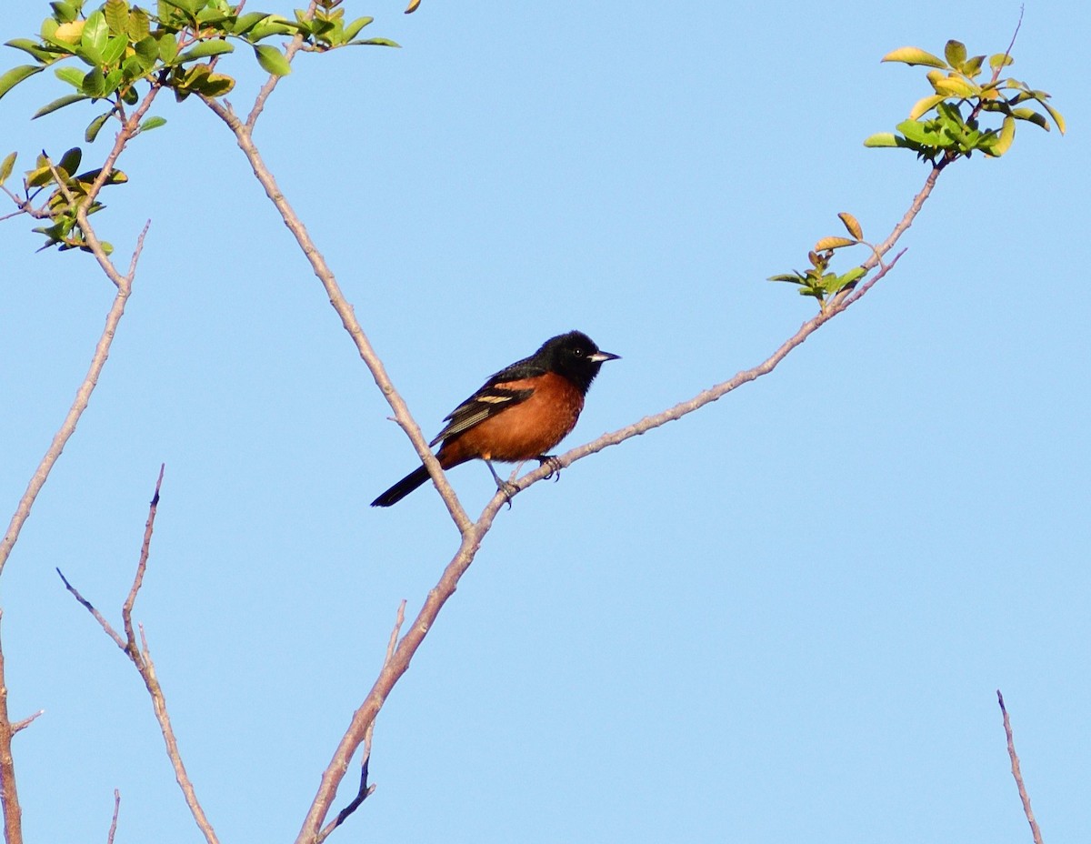 Orchard Oriole - ML617094469