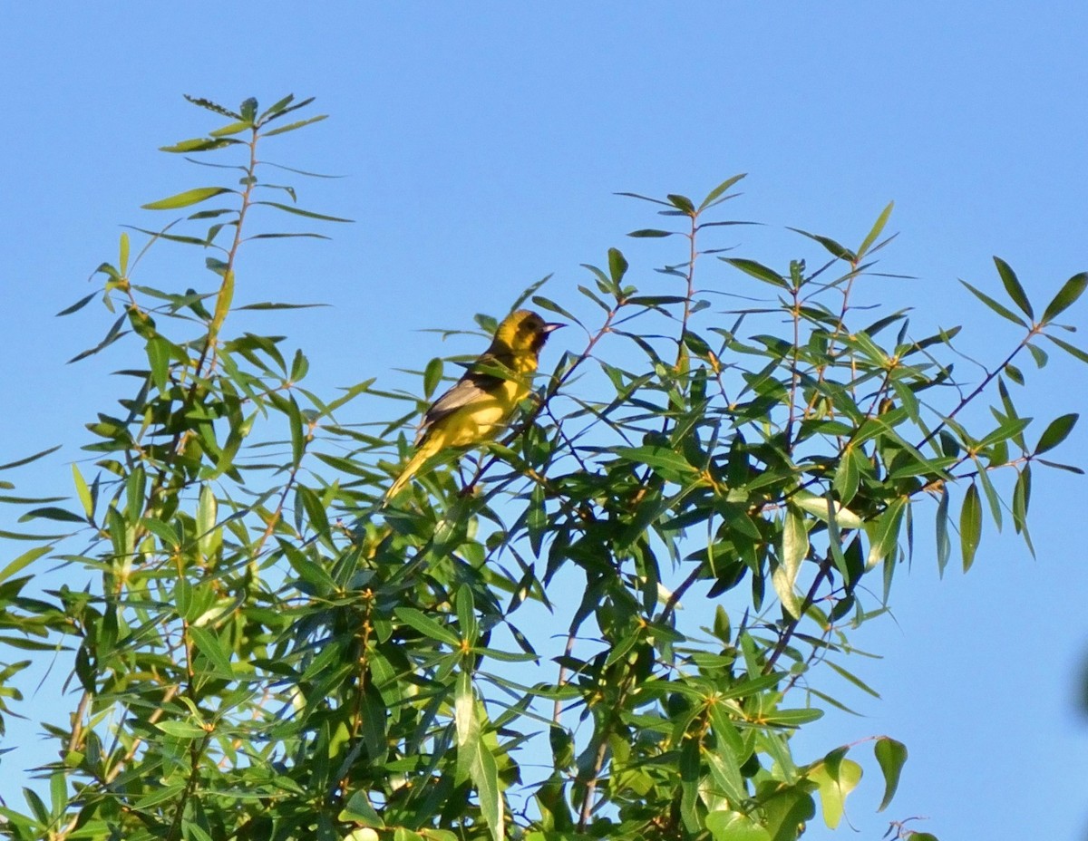 Orchard Oriole - ML617094470