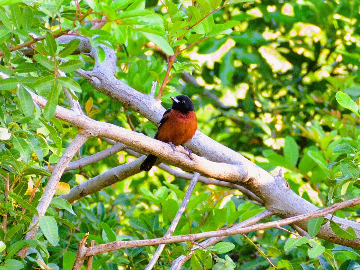 Orchard Oriole - ML617094471