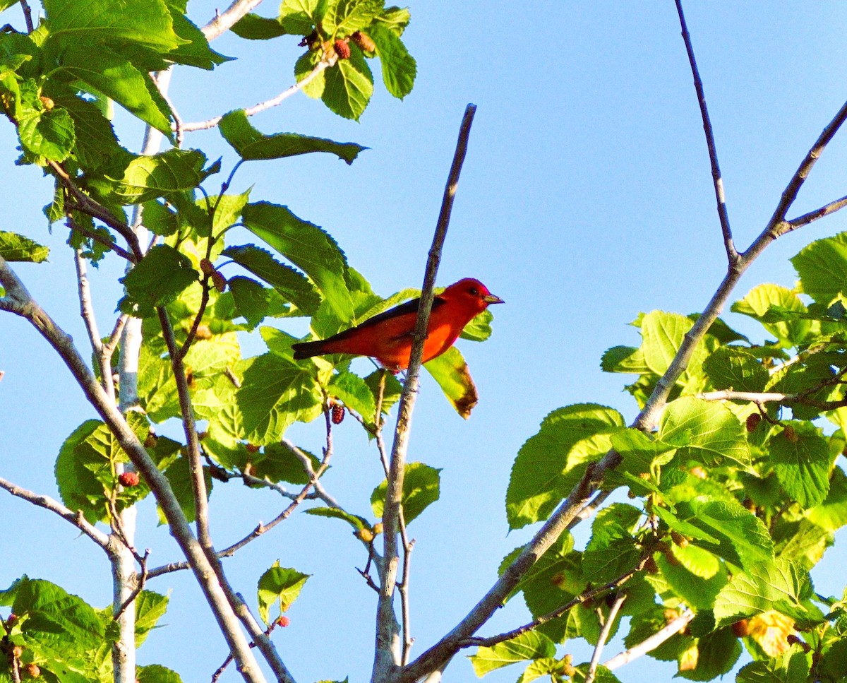 Scarlet Tanager - ML617094545
